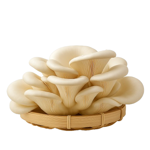 Fresh Oyster Mushrooms